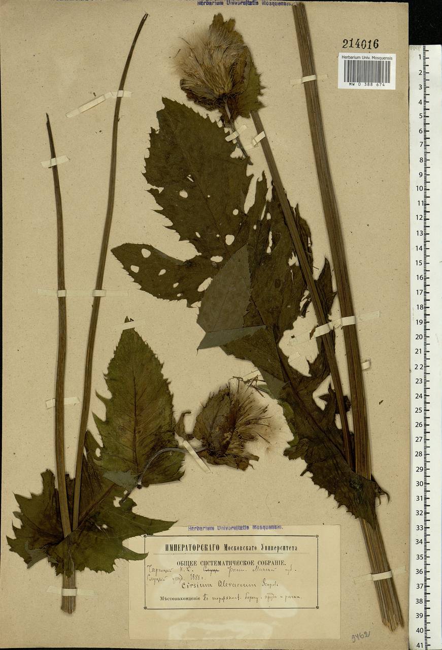 Cirsium oleraceum (L.) Scop., Eastern Europe, Belarus (E3a) (Belarus)