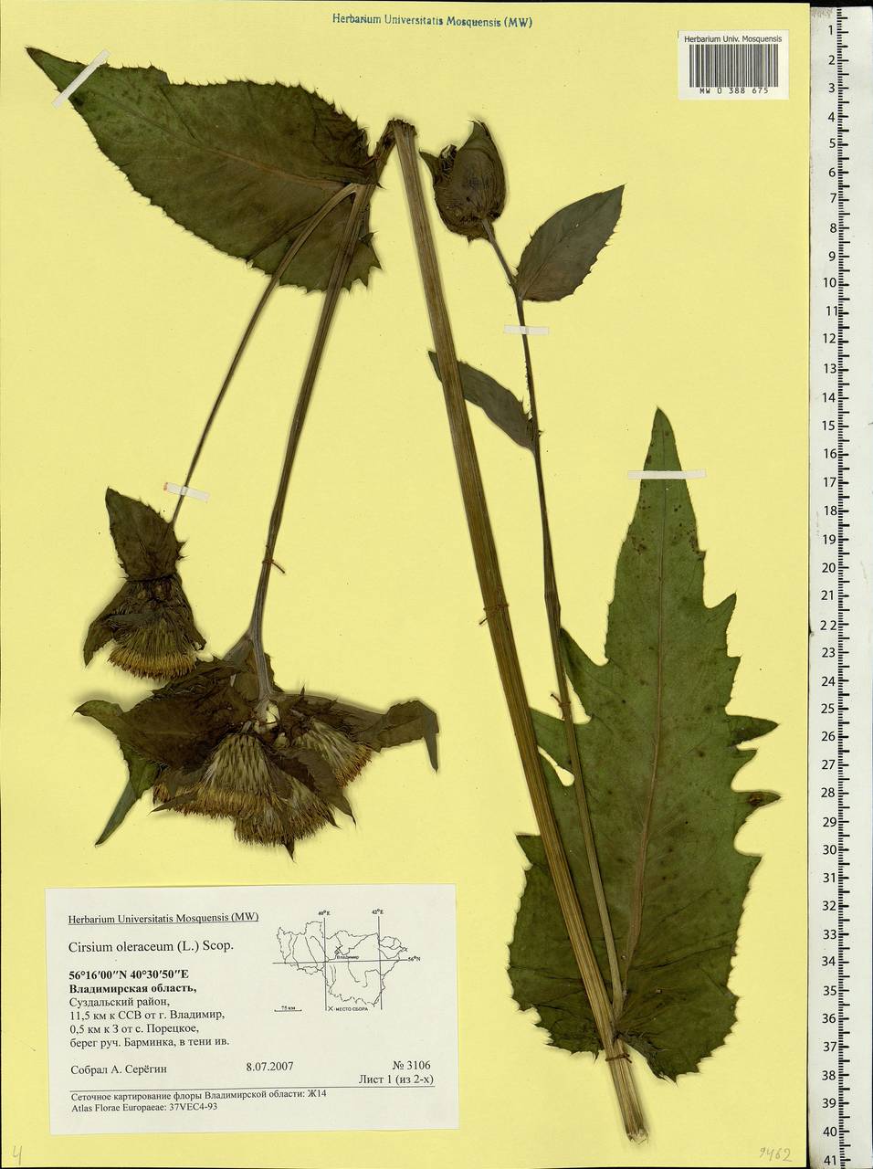 Cirsium oleraceum (L.) Scop., Eastern Europe, Central region (E4) (Russia)