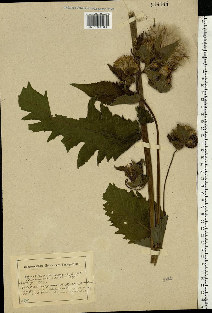 Cirsium oleraceum (L.) Scop., Eastern Europe, Central region (E4) (Russia)