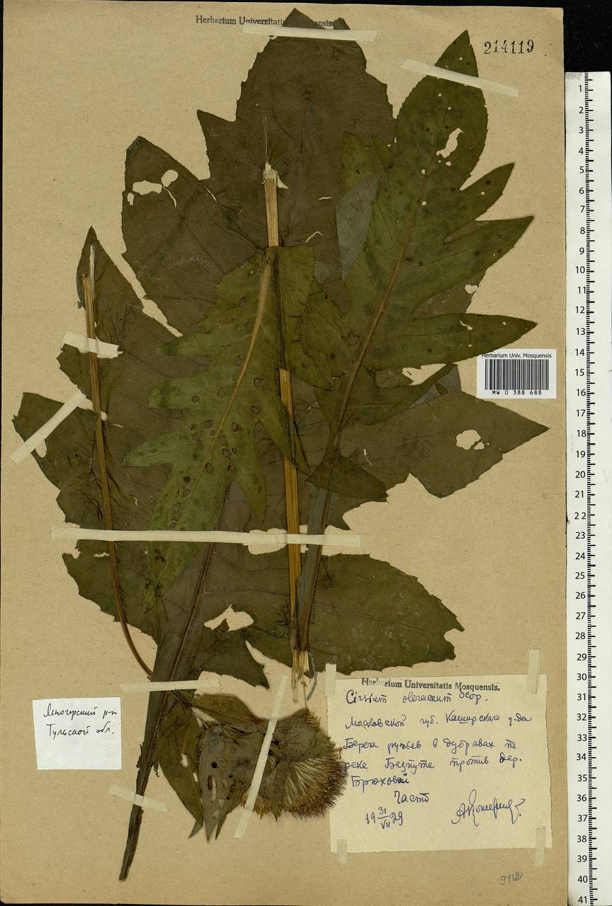 Cirsium oleraceum (L.) Scop., Eastern Europe, Central region (E4) (Russia)