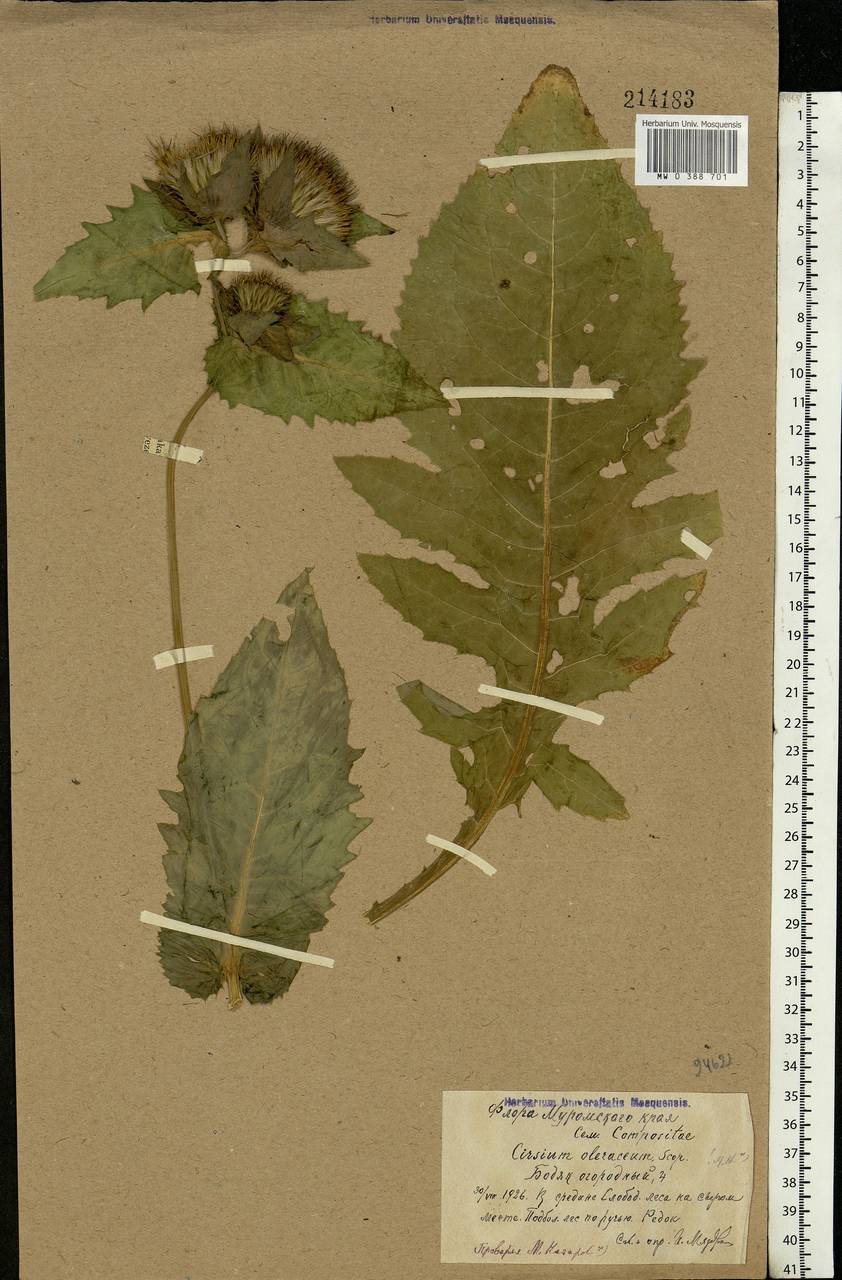 Cirsium oleraceum (L.) Scop., Eastern Europe, Central region (E4) (Russia)