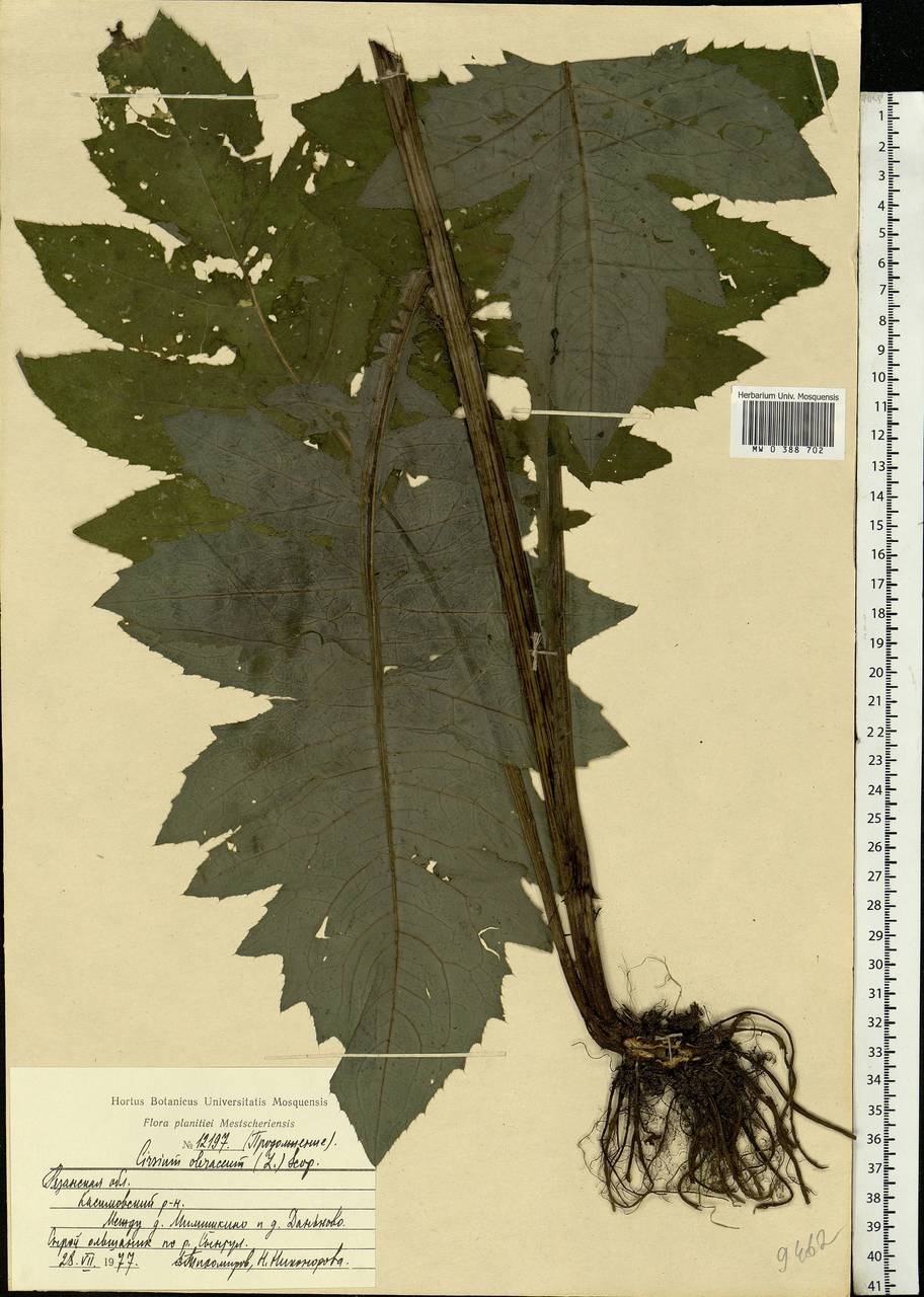 Cirsium oleraceum (L.) Scop., Eastern Europe, Central region (E4) (Russia)