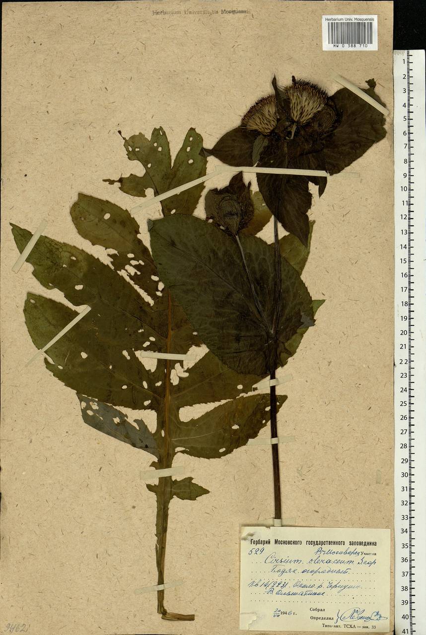 Cirsium oleraceum (L.) Scop., Eastern Europe, Moscow region (E4a) (Russia)