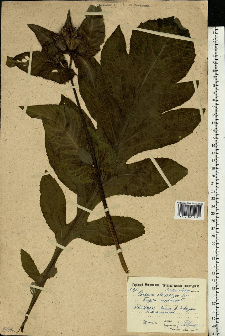 Cirsium oleraceum (L.) Scop., Eastern Europe, Moscow region (E4a) (Russia)