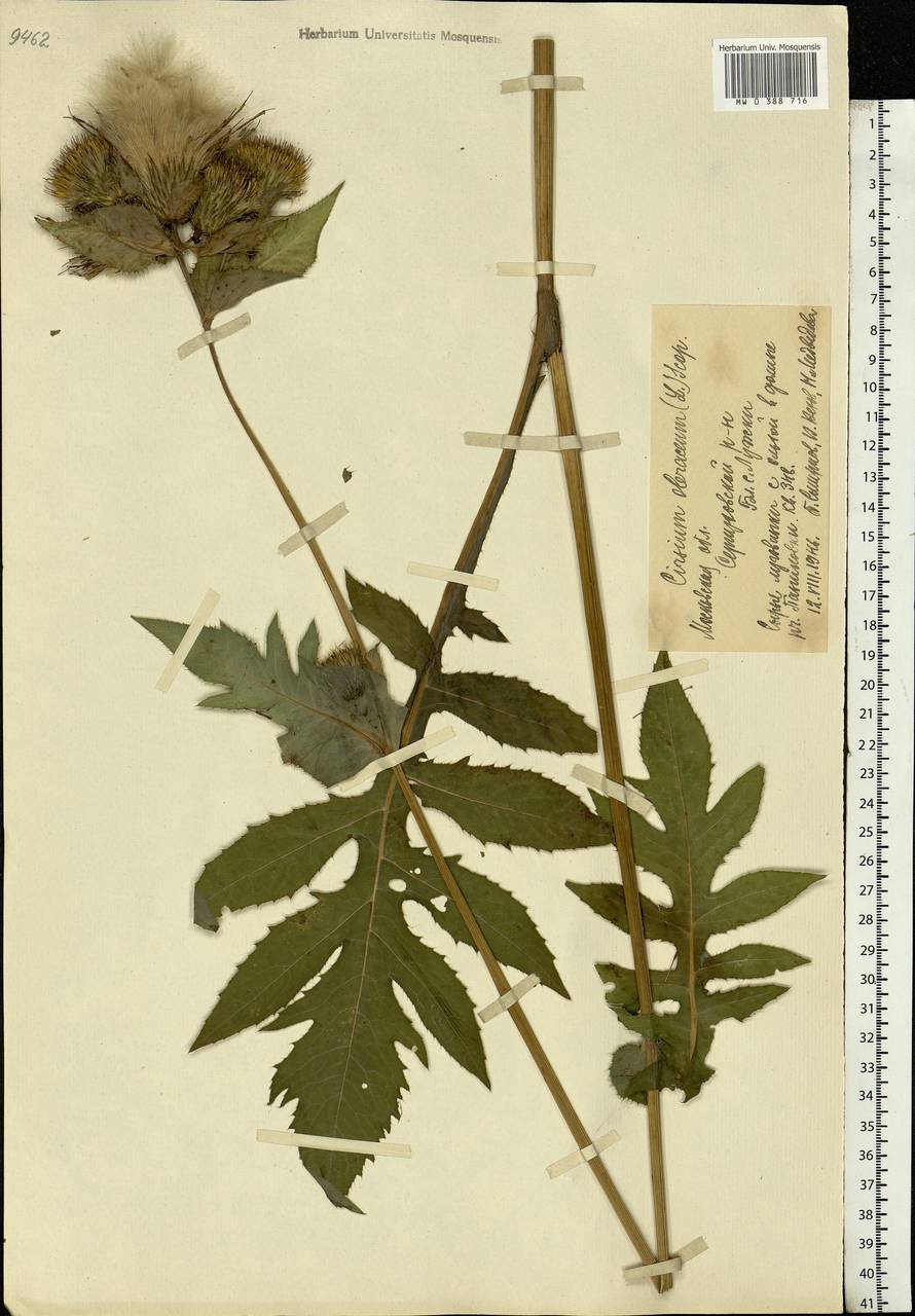 Cirsium oleraceum (L.) Scop., Eastern Europe, Moscow region (E4a) (Russia)