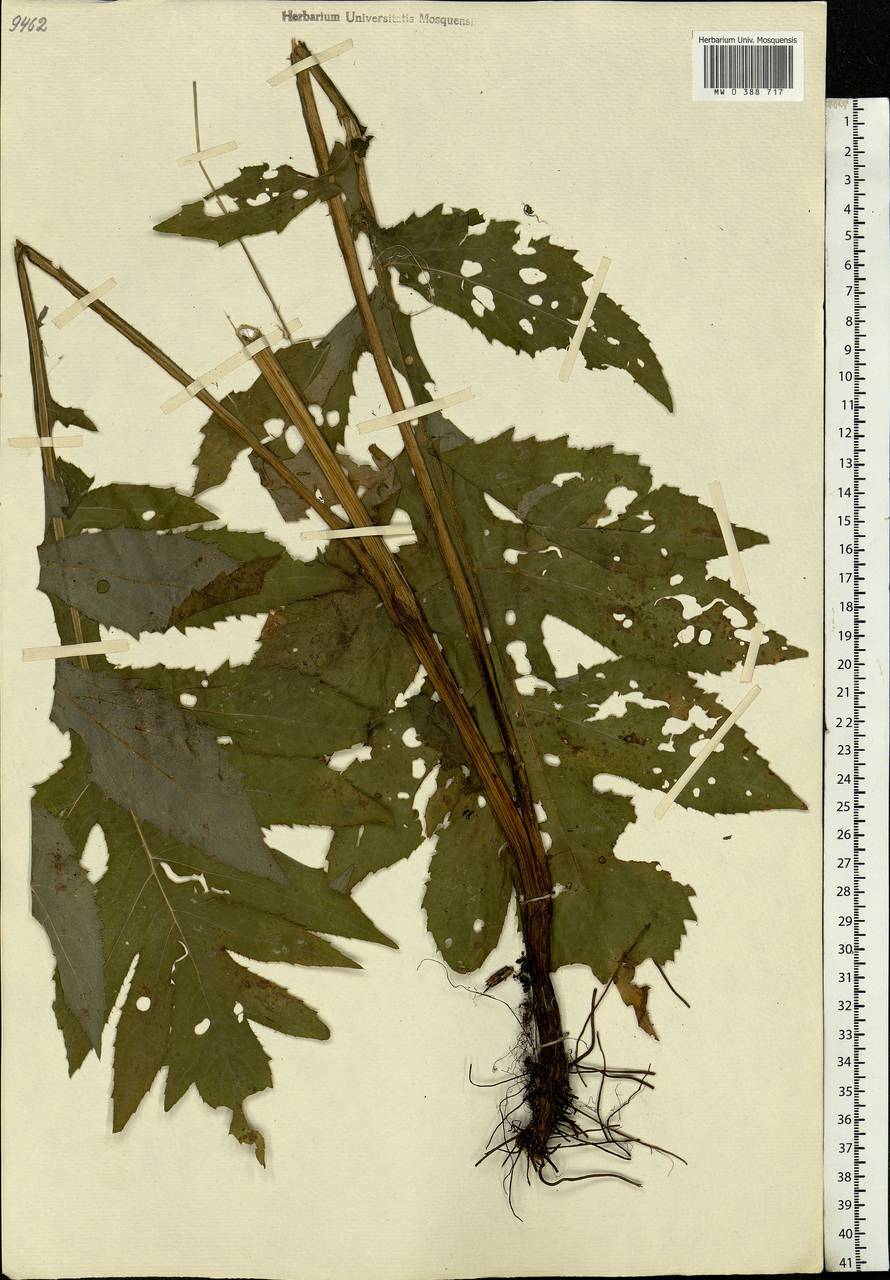 Cirsium oleraceum (L.) Scop., Eastern Europe, Moscow region (E4a) (Russia)