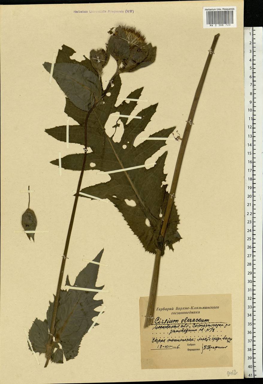 Cirsium oleraceum (L.) Scop., Eastern Europe, Moscow region (E4a) (Russia)