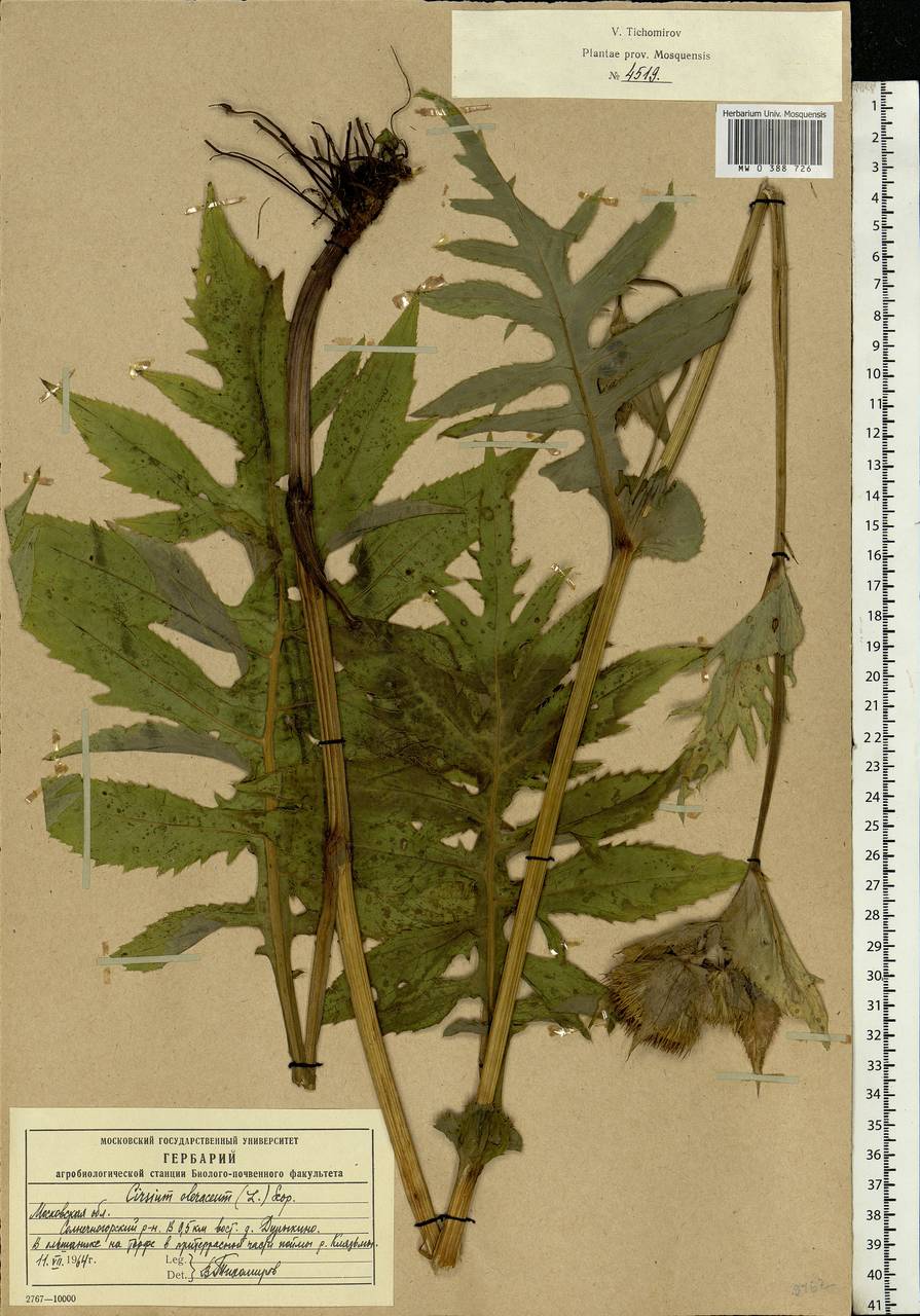 Cirsium oleraceum (L.) Scop., Eastern Europe, Moscow region (E4a) (Russia)