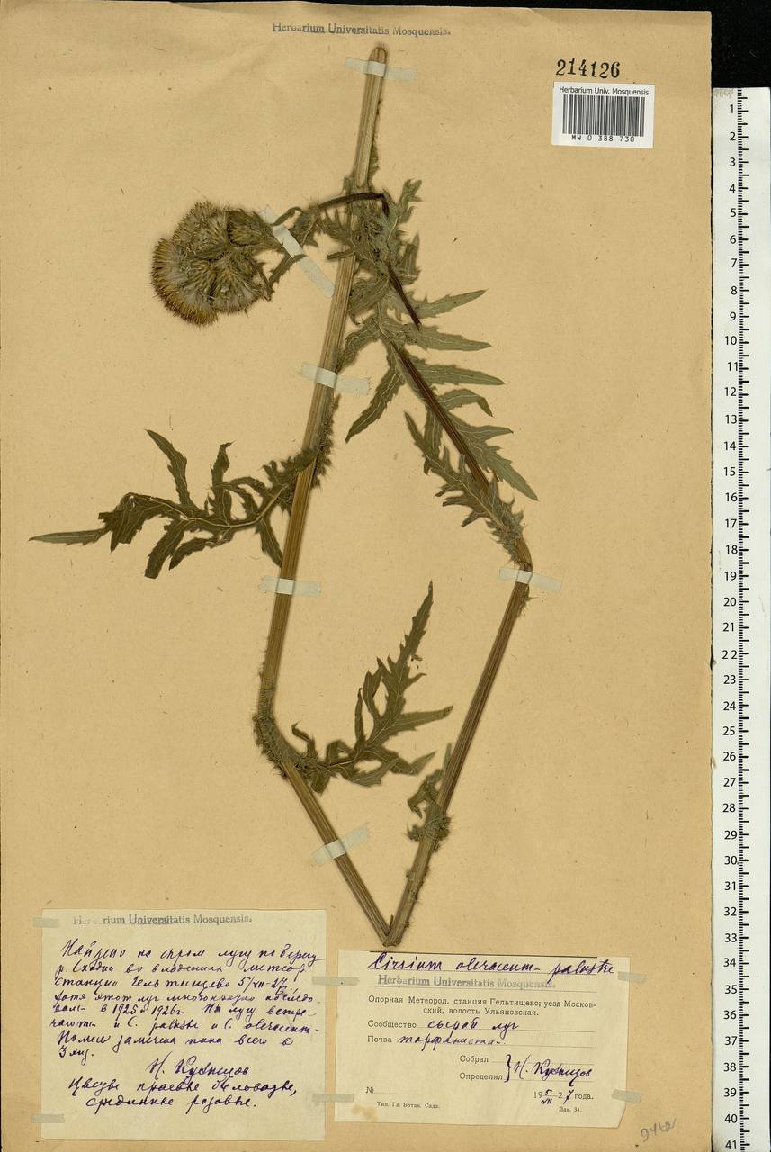 MW0388730, Cirsium oleraceum (Бодяк огородный), specimen Cirsium oleraceum (L.) Scop., Eastern Europe, Moscow region (E4a) (Russia)