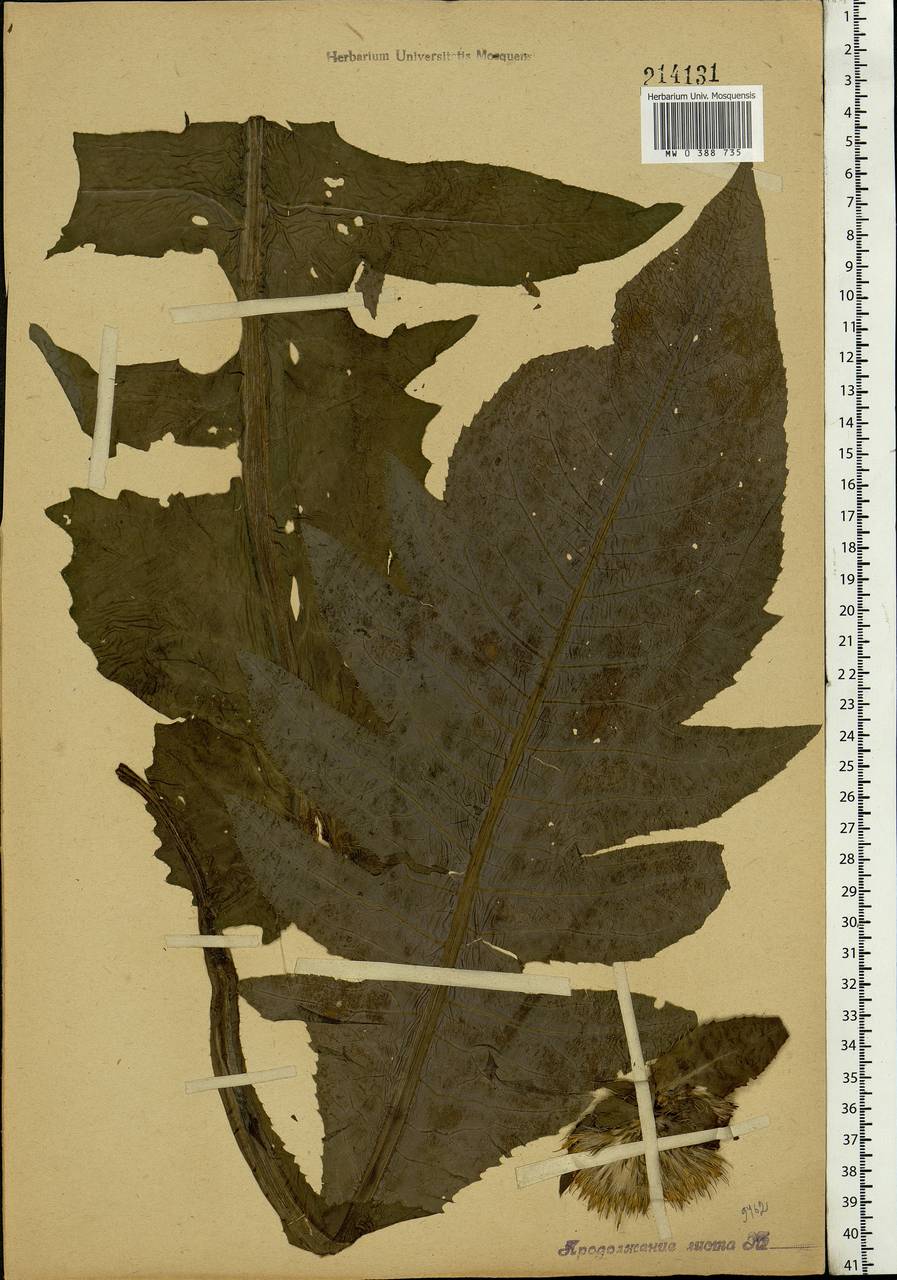 Cirsium oleraceum (L.) Scop., Eastern Europe, Moscow region (E4a) (Russia)