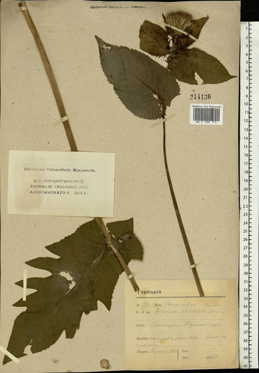 Cirsium oleraceum (L.) Scop., Eastern Europe, Moscow region (E4a) (Russia)