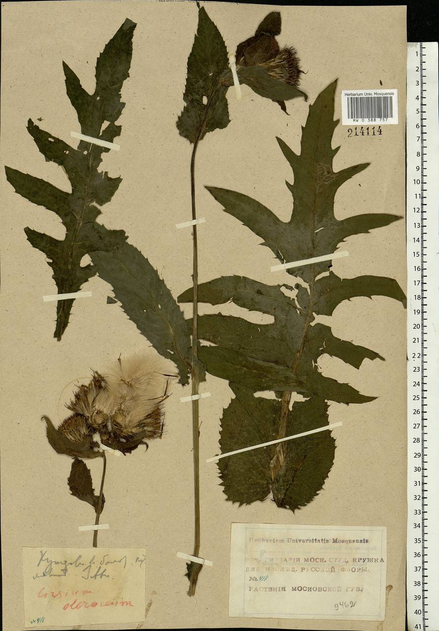 Cirsium oleraceum (L.) Scop., Eastern Europe, Moscow region (E4a) (Russia)