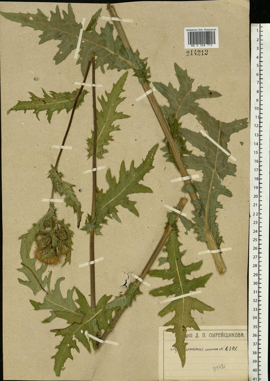 Cirsium oleraceum (L.) Scop., Eastern Europe, Moscow region (E4a) (Russia)