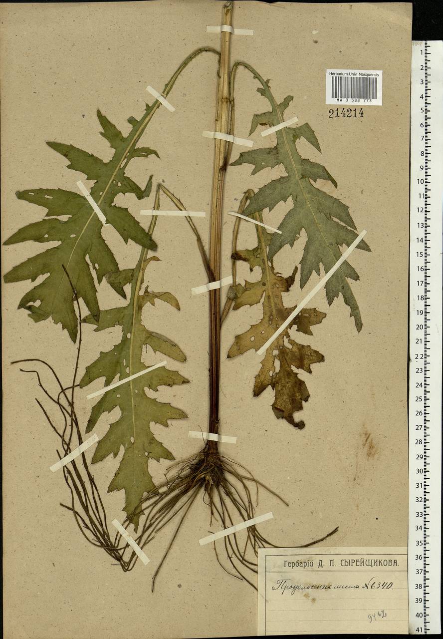 Cirsium oleraceum (L.) Scop., Eastern Europe, Moscow region (E4a) (Russia)