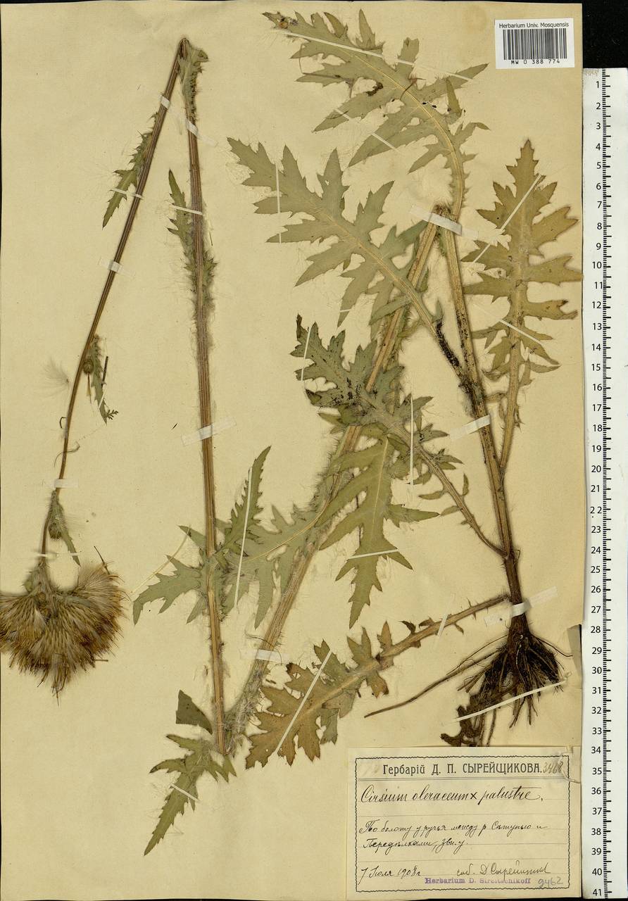 Cirsium oleraceum (L.) Scop., Eastern Europe, Moscow region (E4a) (Russia)