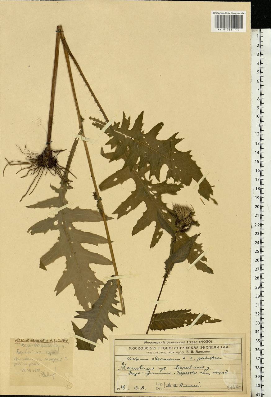 Cirsium oleraceum (L.) Scop., Eastern Europe, Moscow region (E4a) (Russia)