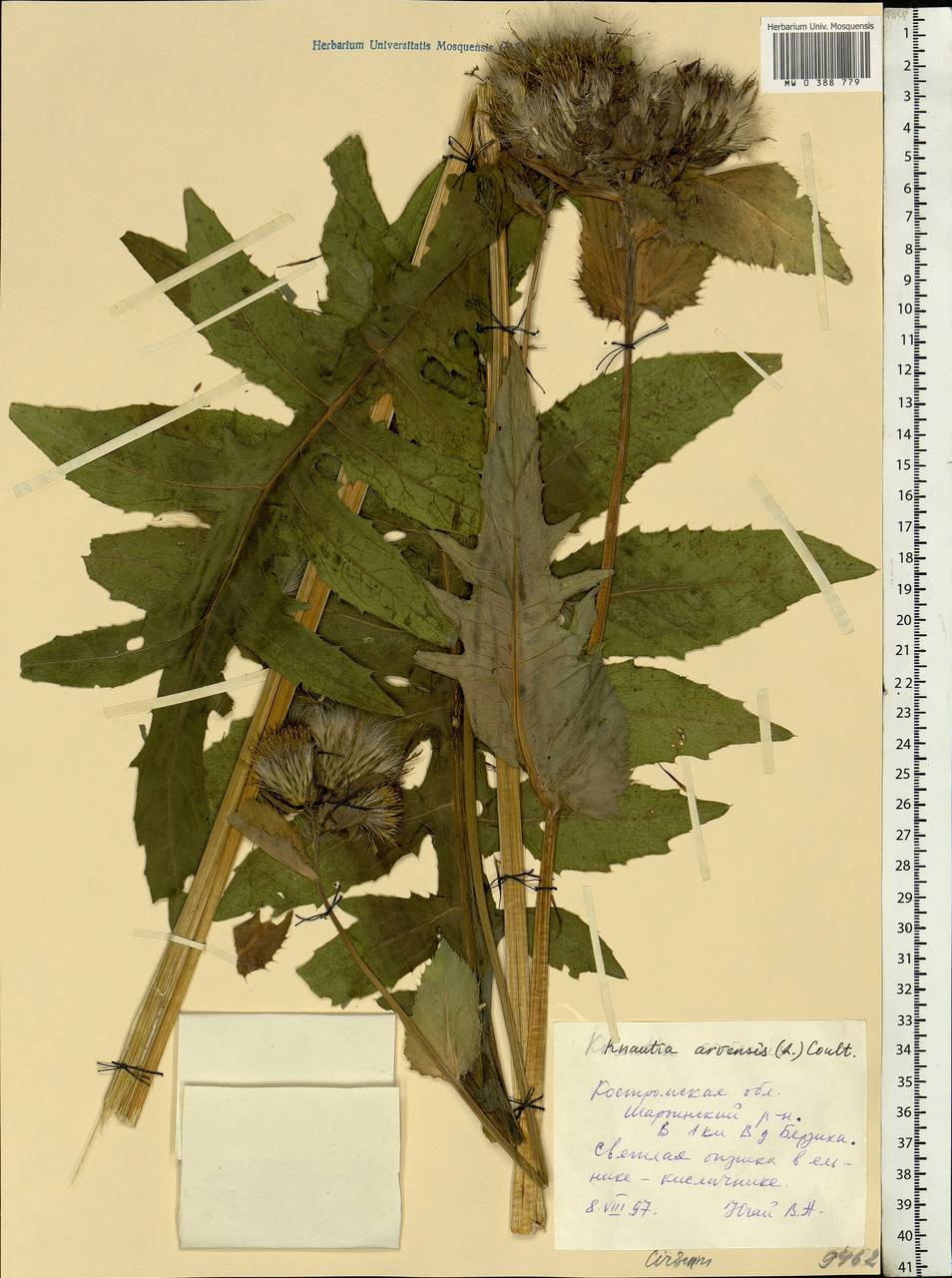 Cirsium oleraceum (L.) Scop., Eastern Europe, Central forest region (E5) (Russia)