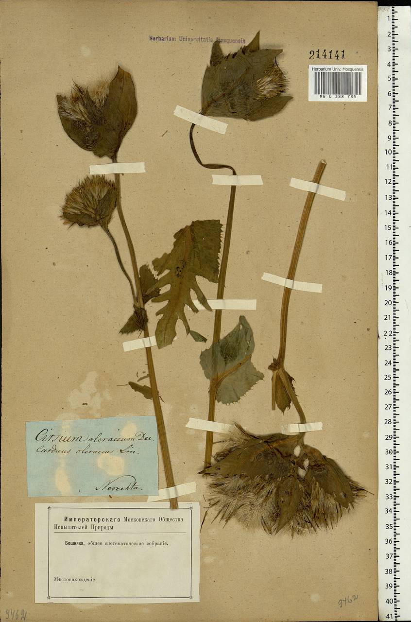 Cirsium oleraceum (L.) Scop., Eastern Europe, Central forest region (E5) (Russia)