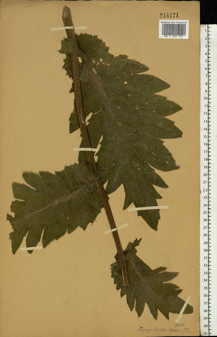 Cirsium oleraceum (L.) Scop., Eastern Europe, Central forest-and-steppe region (E6) (Russia)