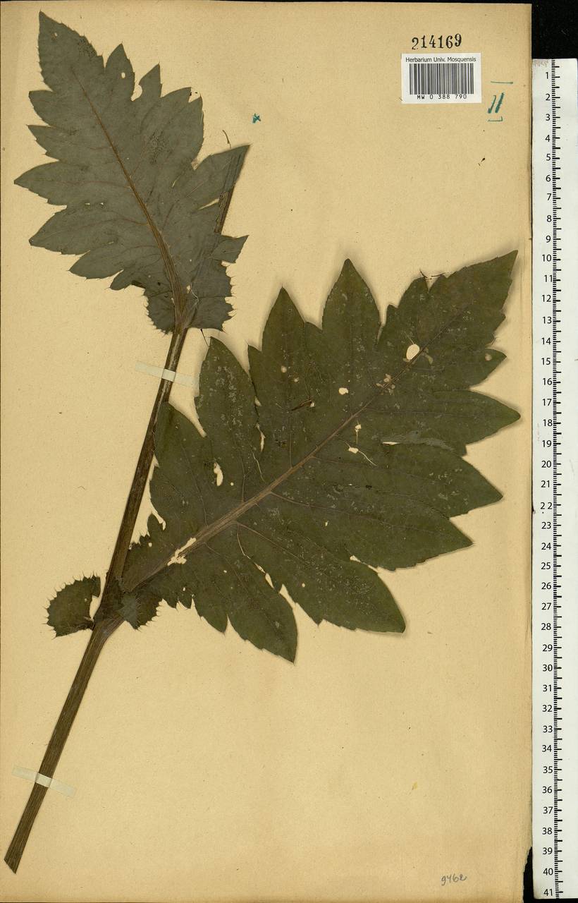 Cirsium oleraceum (L.) Scop., Eastern Europe, Central forest-and-steppe region (E6) (Russia)
