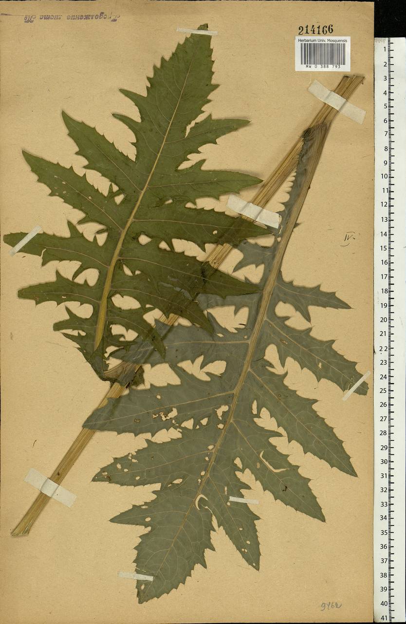 Cirsium oleraceum (L.) Scop., Eastern Europe, Central forest-and-steppe region (E6) (Russia)