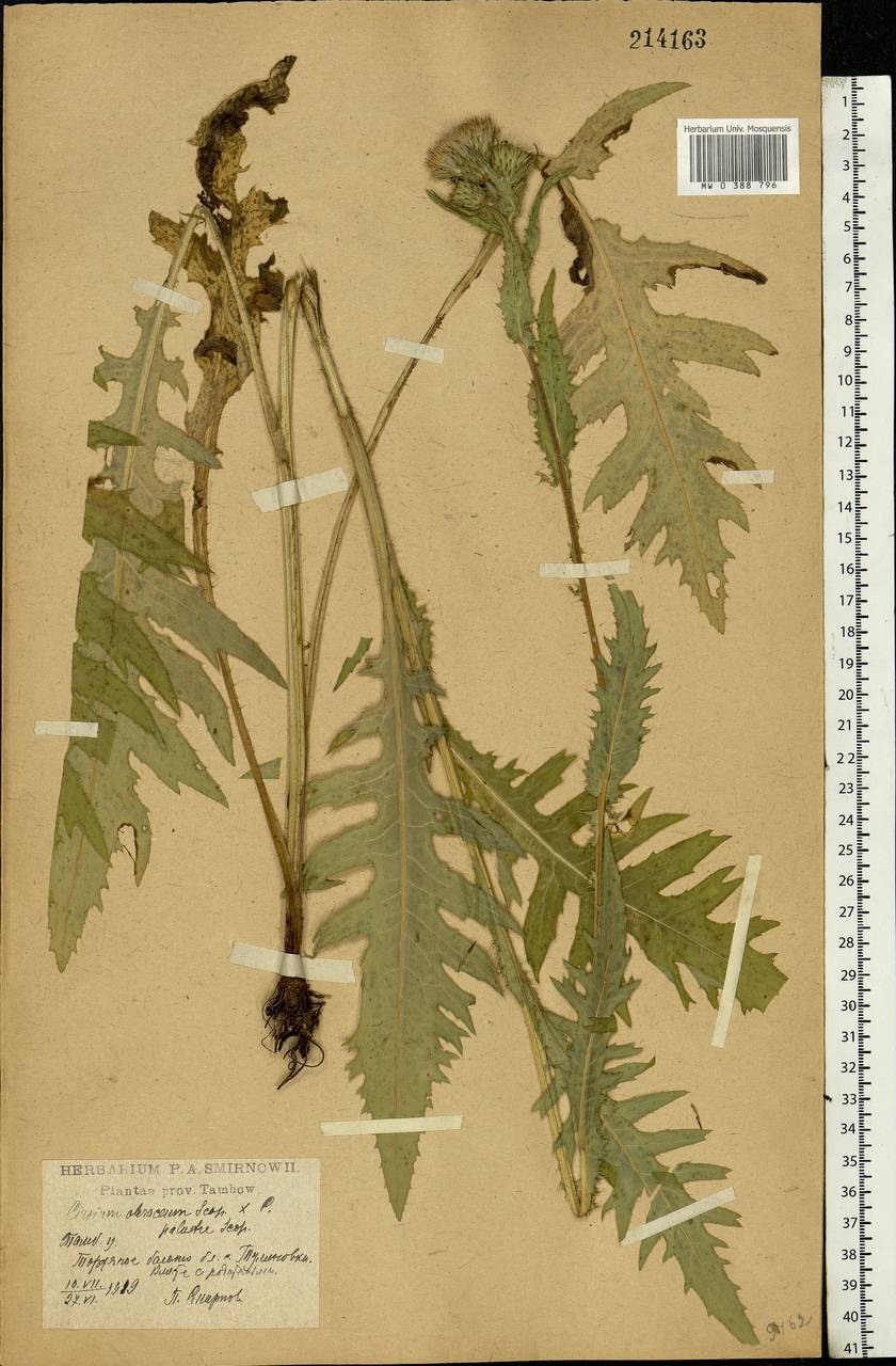 Cirsium oleraceum (L.) Scop., Eastern Europe, Central forest-and-steppe region (E6) (Russia)