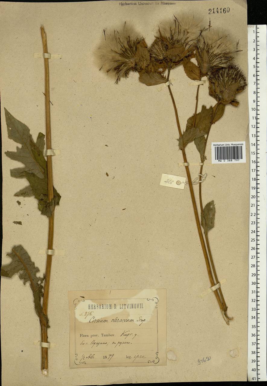 Cirsium oleraceum (L.) Scop., Eastern Europe, Central forest-and-steppe region (E6) (Russia)