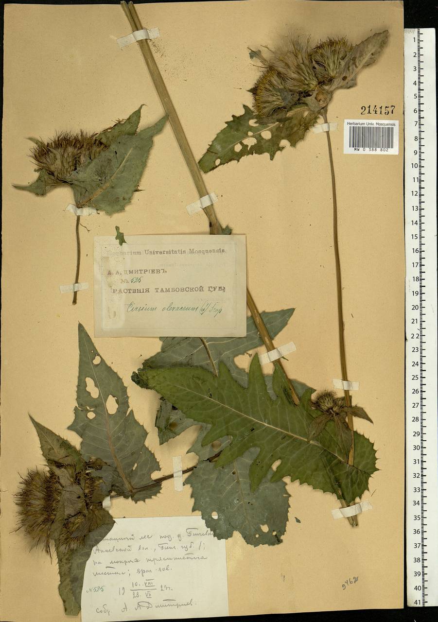 Cirsium oleraceum (L.) Scop., Eastern Europe, Middle Volga region (E8) (Russia)