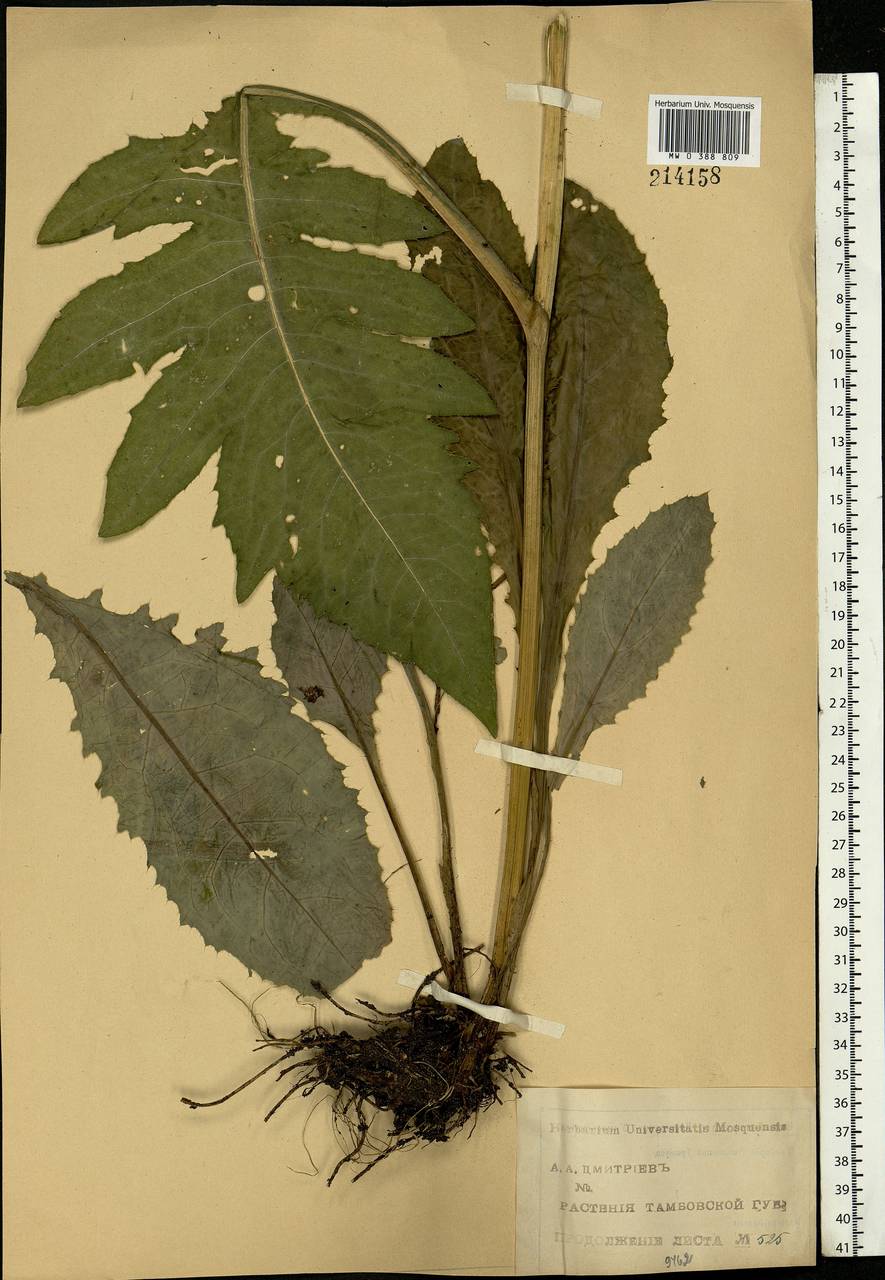 Cirsium oleraceum (L.) Scop., Eastern Europe, Central forest-and-steppe region (E6) (Russia)