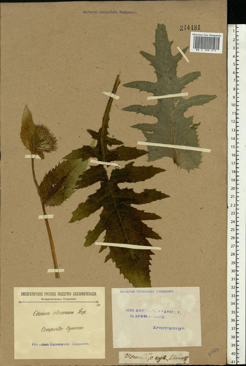 Cirsium oleraceum (L.) Scop., Eastern Europe, Volga-Kama region (E7) (Russia)