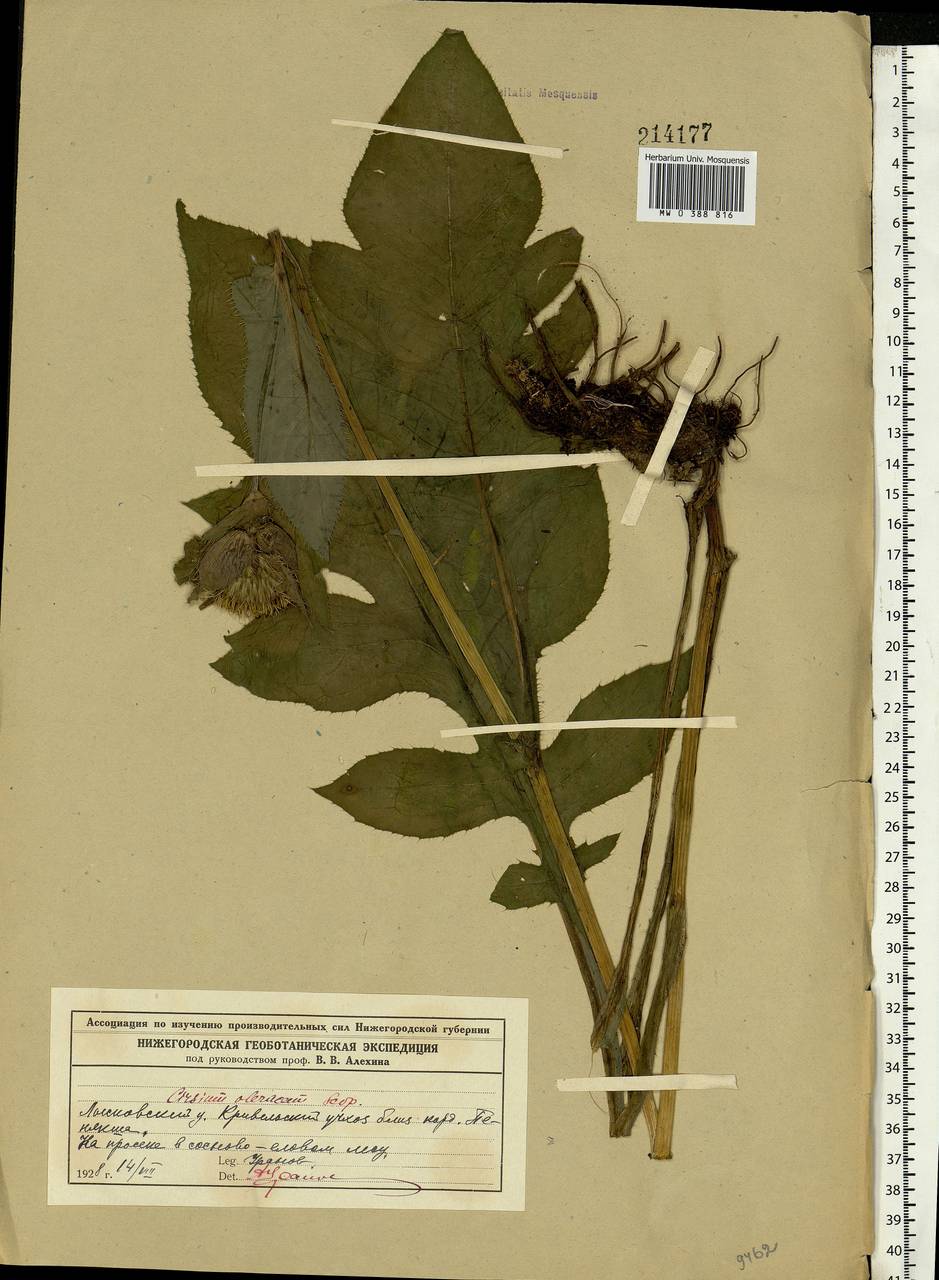 Cirsium oleraceum (L.) Scop., Eastern Europe, Volga-Kama region (E7) (Russia)