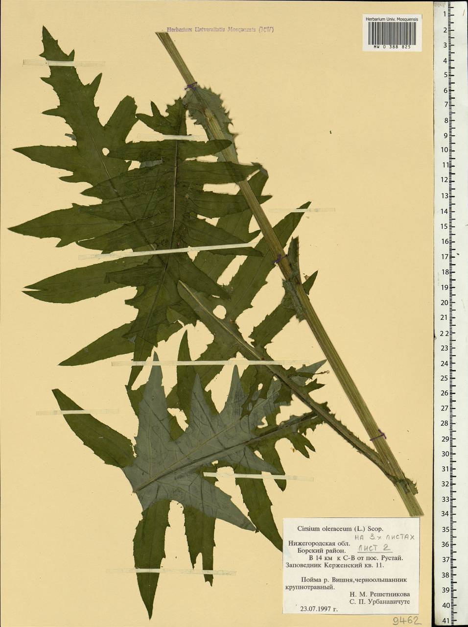 Cirsium oleraceum (L.) Scop., Eastern Europe, Volga-Kama region (E7) (Russia)