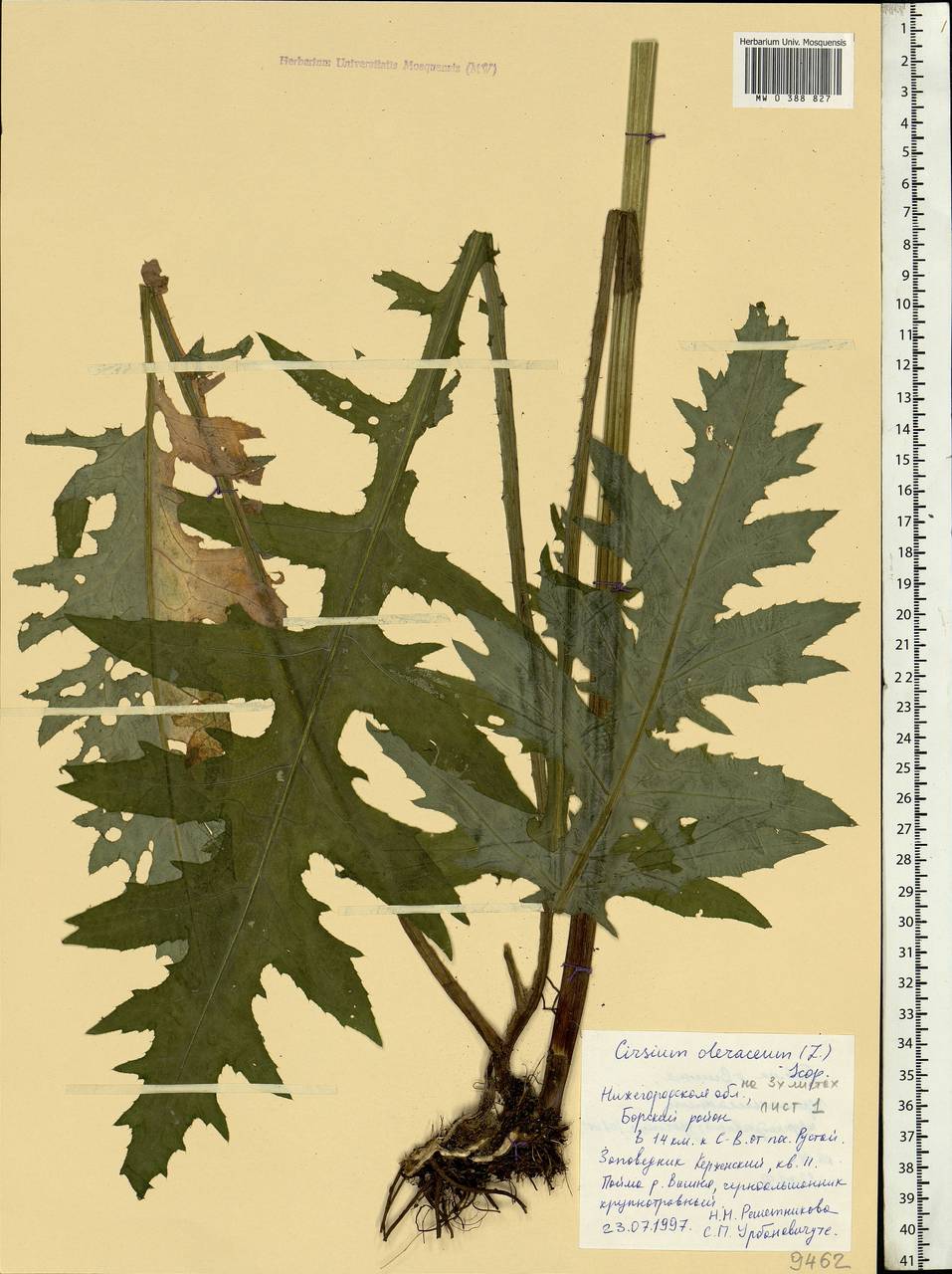 Cirsium oleraceum (L.) Scop., Eastern Europe, Volga-Kama region (E7) (Russia)