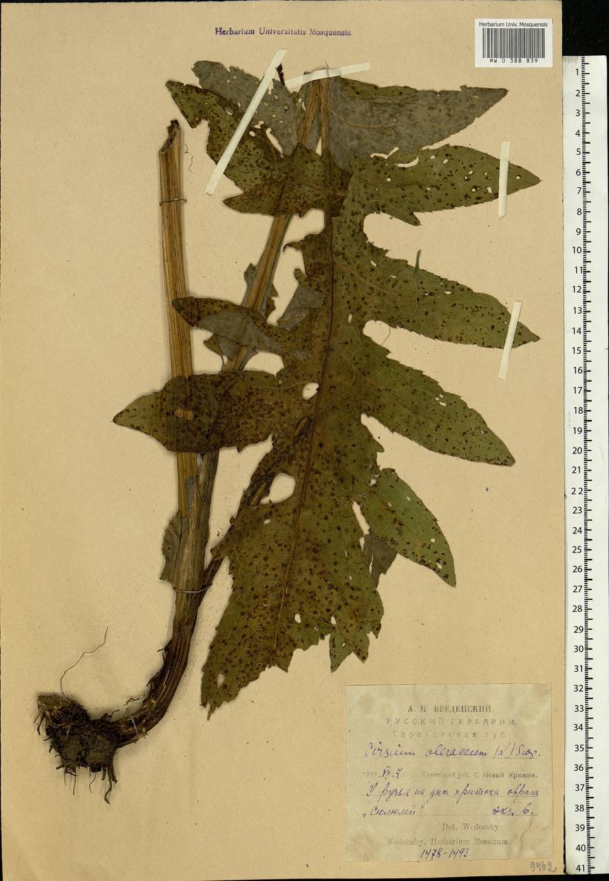 Cirsium oleraceum (L.) Scop., Eastern Europe, Middle Volga region (E8) (Russia)