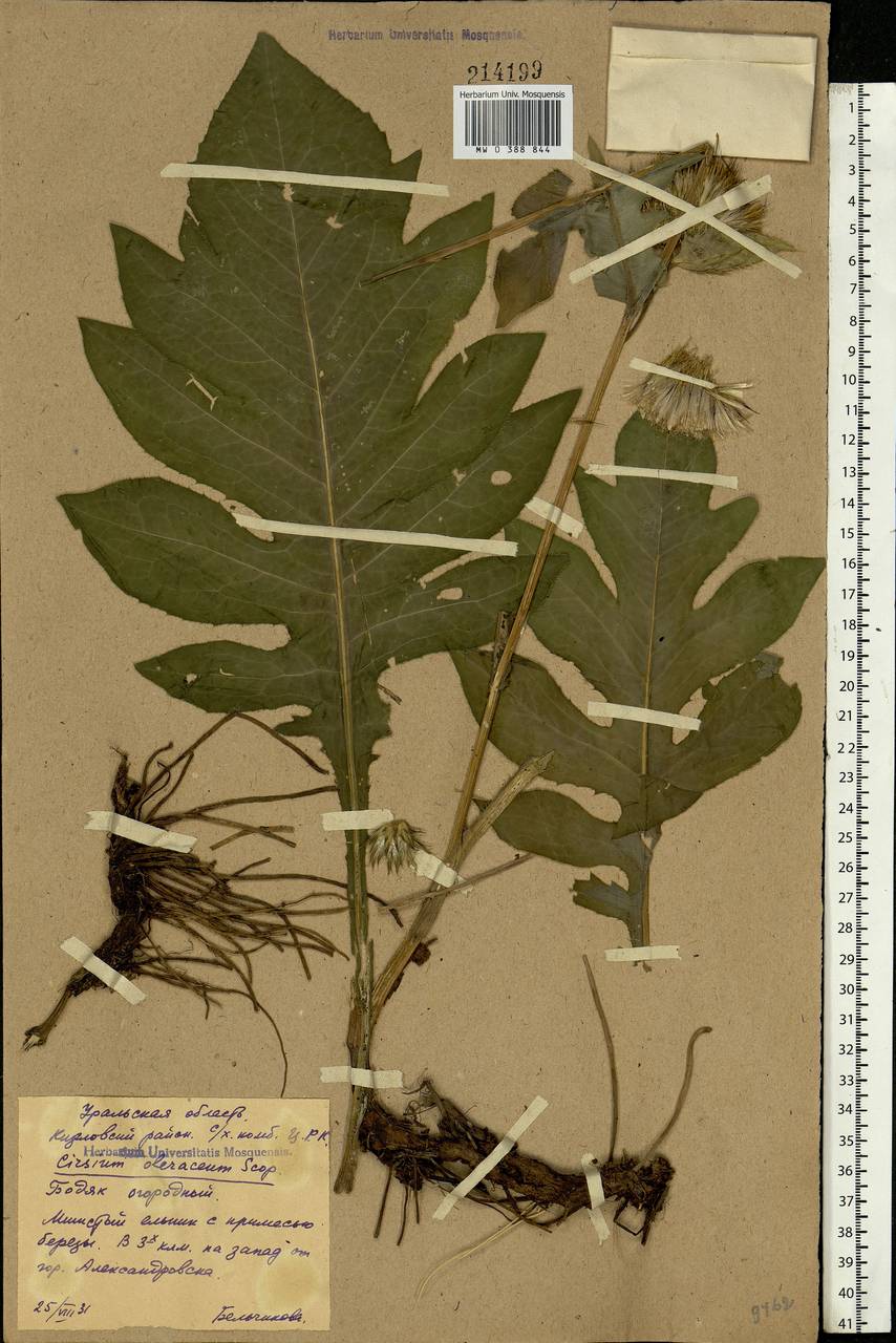 Cirsium oleraceum (L.) Scop., Eastern Europe, Eastern region (E10) (Russia)