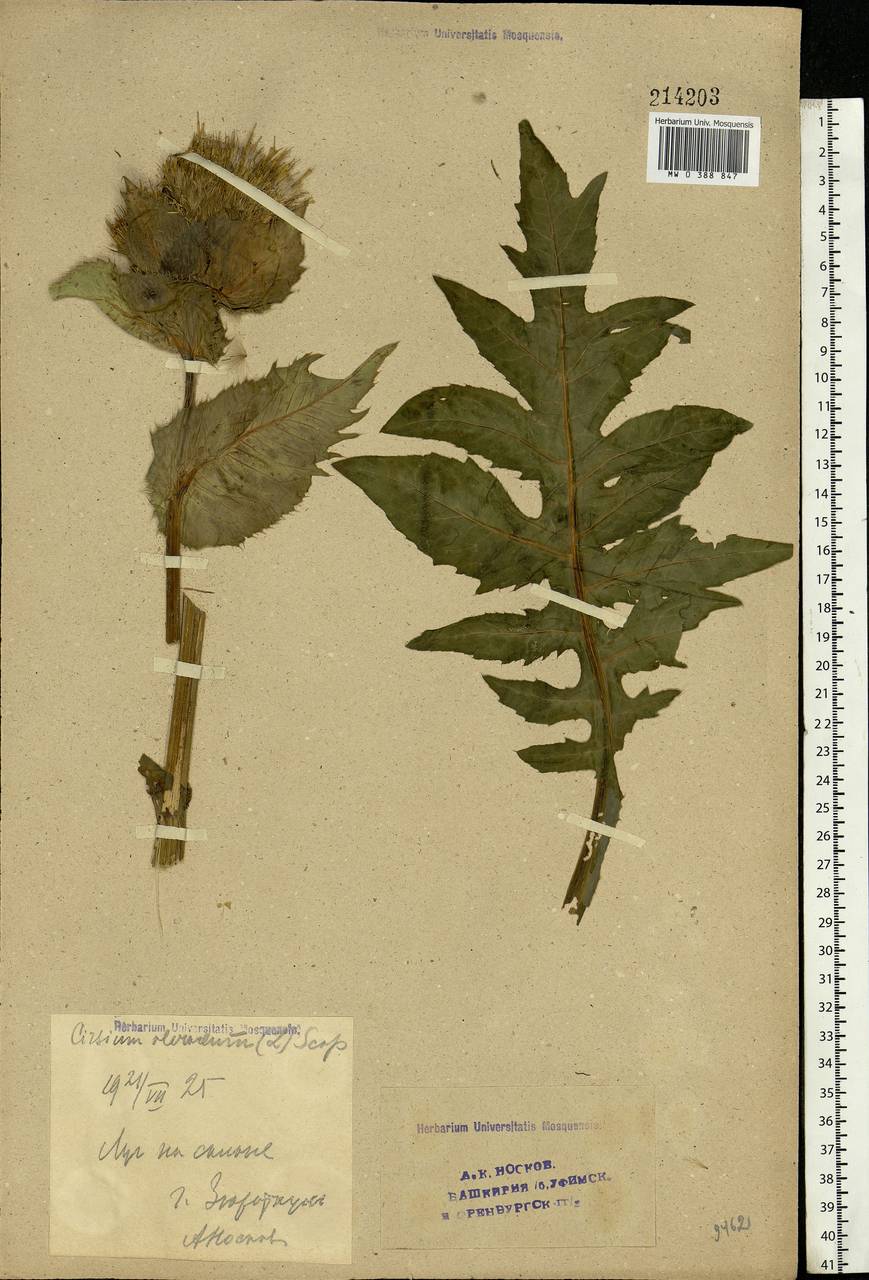 Cirsium oleraceum (L.) Scop., Eastern Europe, Eastern region (E10) (Russia)