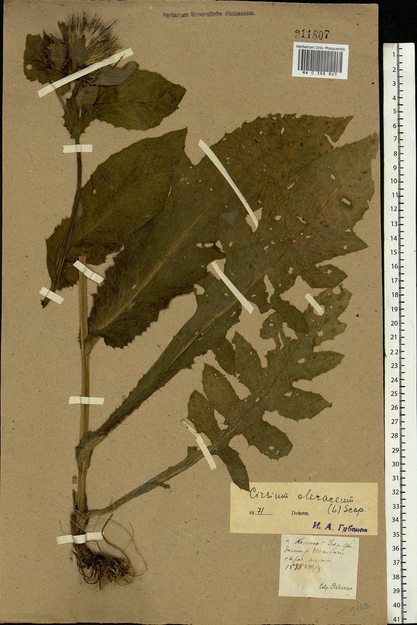 Cirsium oleraceum (L.) Scop., Eastern Europe, North Ukrainian region (E11) (Ukraine)