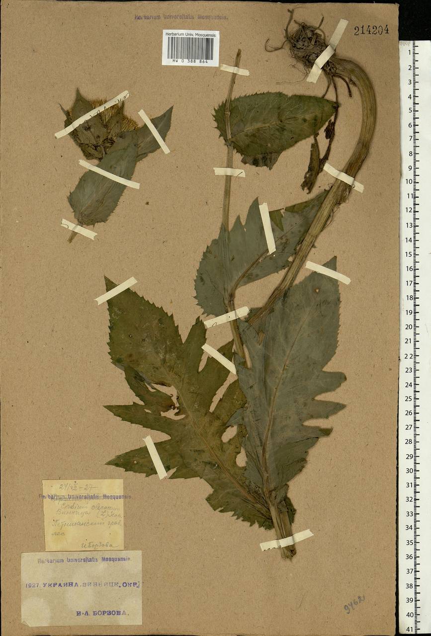 Cirsium oleraceum (L.) Scop., Eastern Europe, South Ukrainian region (E12) (Ukraine)