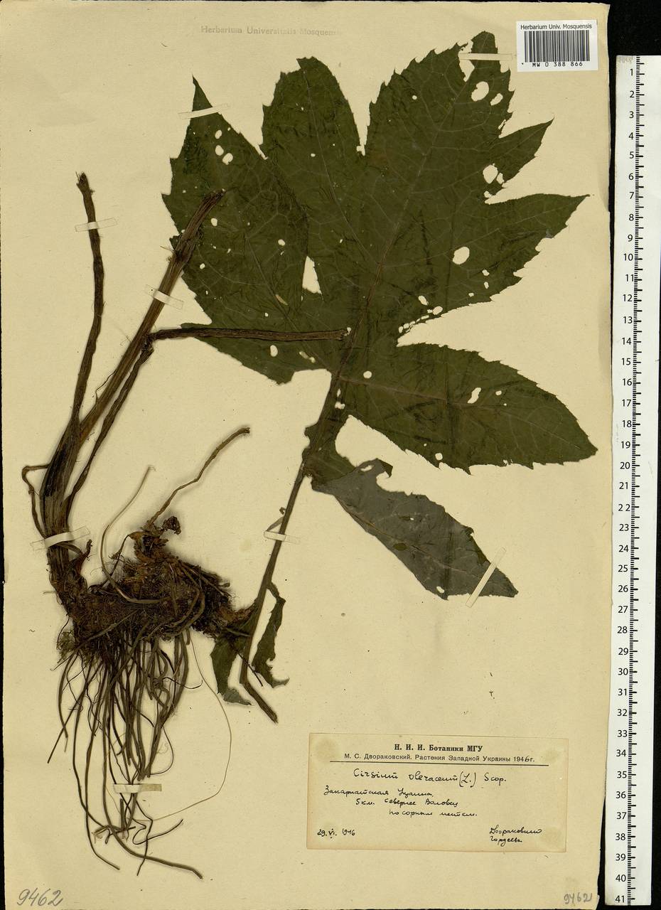 Cirsium oleraceum (L.) Scop., Eastern Europe, West Ukrainian region (E13) (Ukraine)