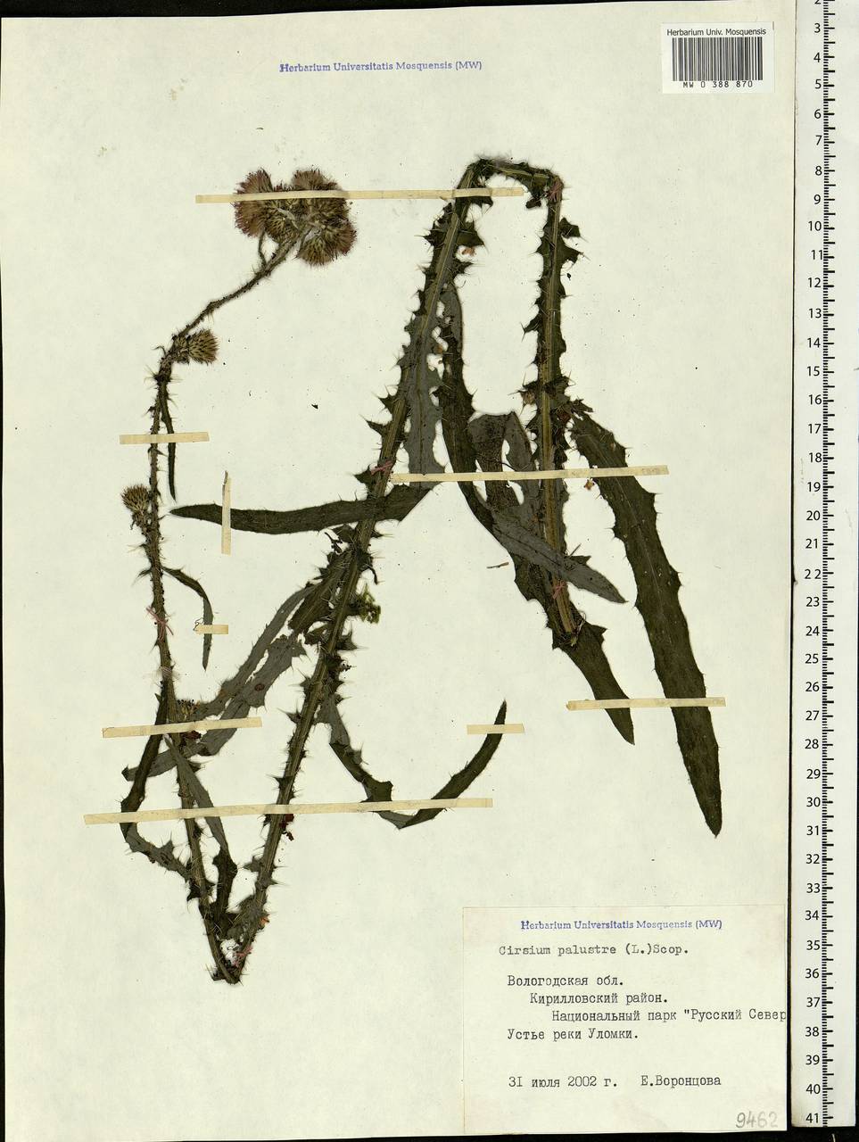 Cirsium palustre (L.) Scop., Eastern Europe, Northern region (E1) (Russia)