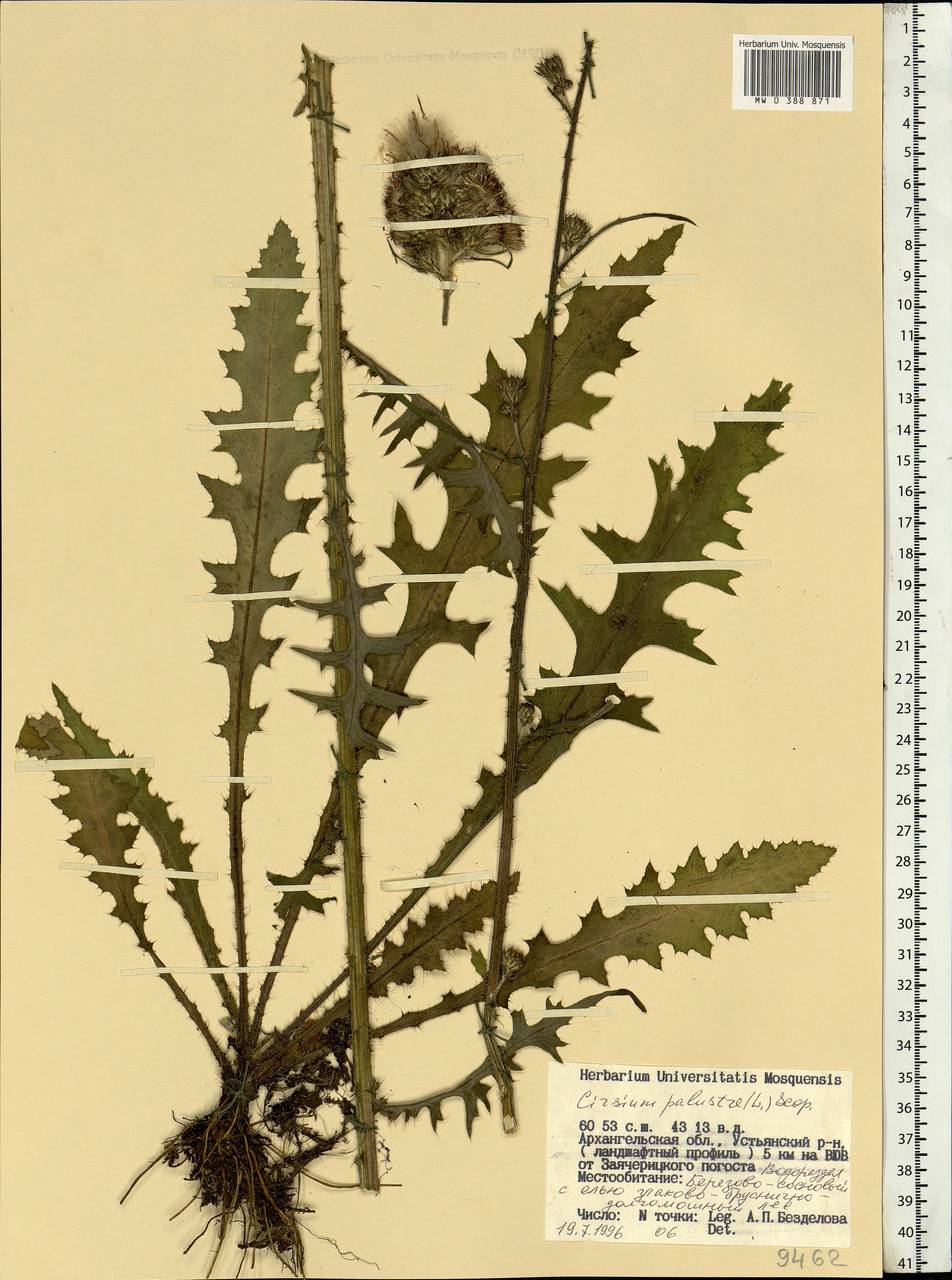 Cirsium palustre (L.) Scop., Eastern Europe, Northern region (E1) (Russia)