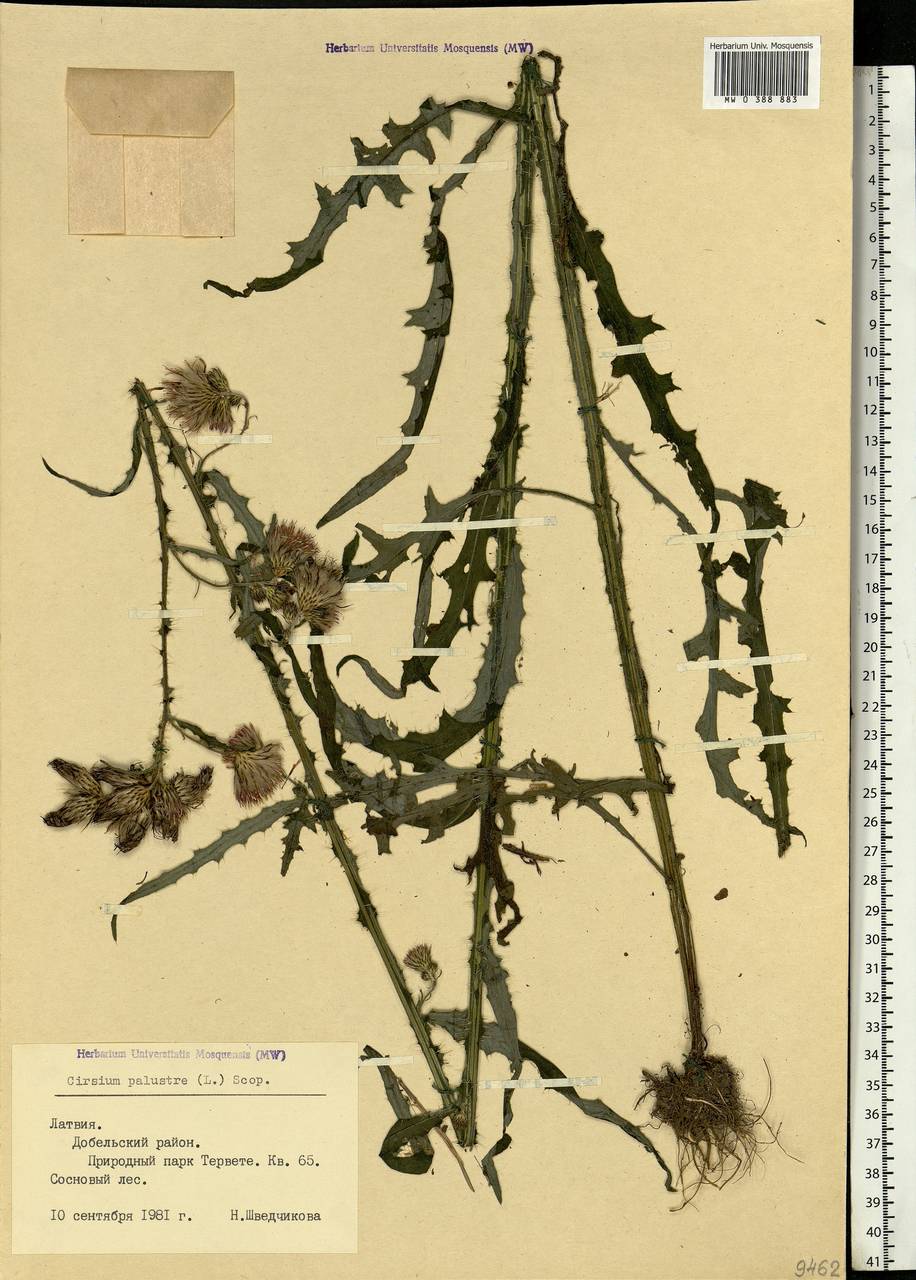 Cirsium palustre (L.) Scop., Eastern Europe, Latvia (E2b) (Latvia)