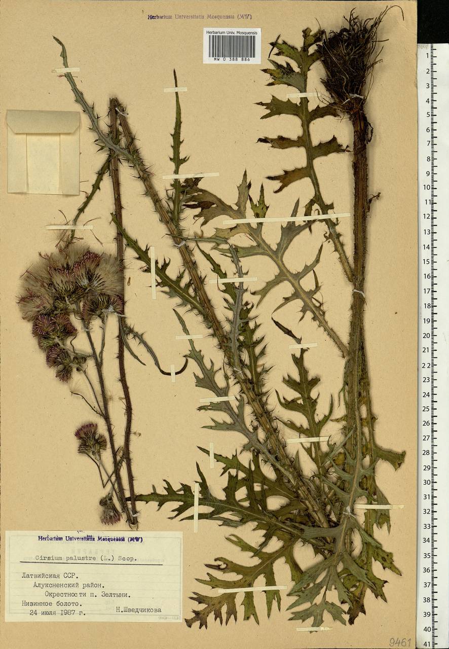 Cirsium palustre (L.) Scop., Eastern Europe, Latvia (E2b) (Latvia)