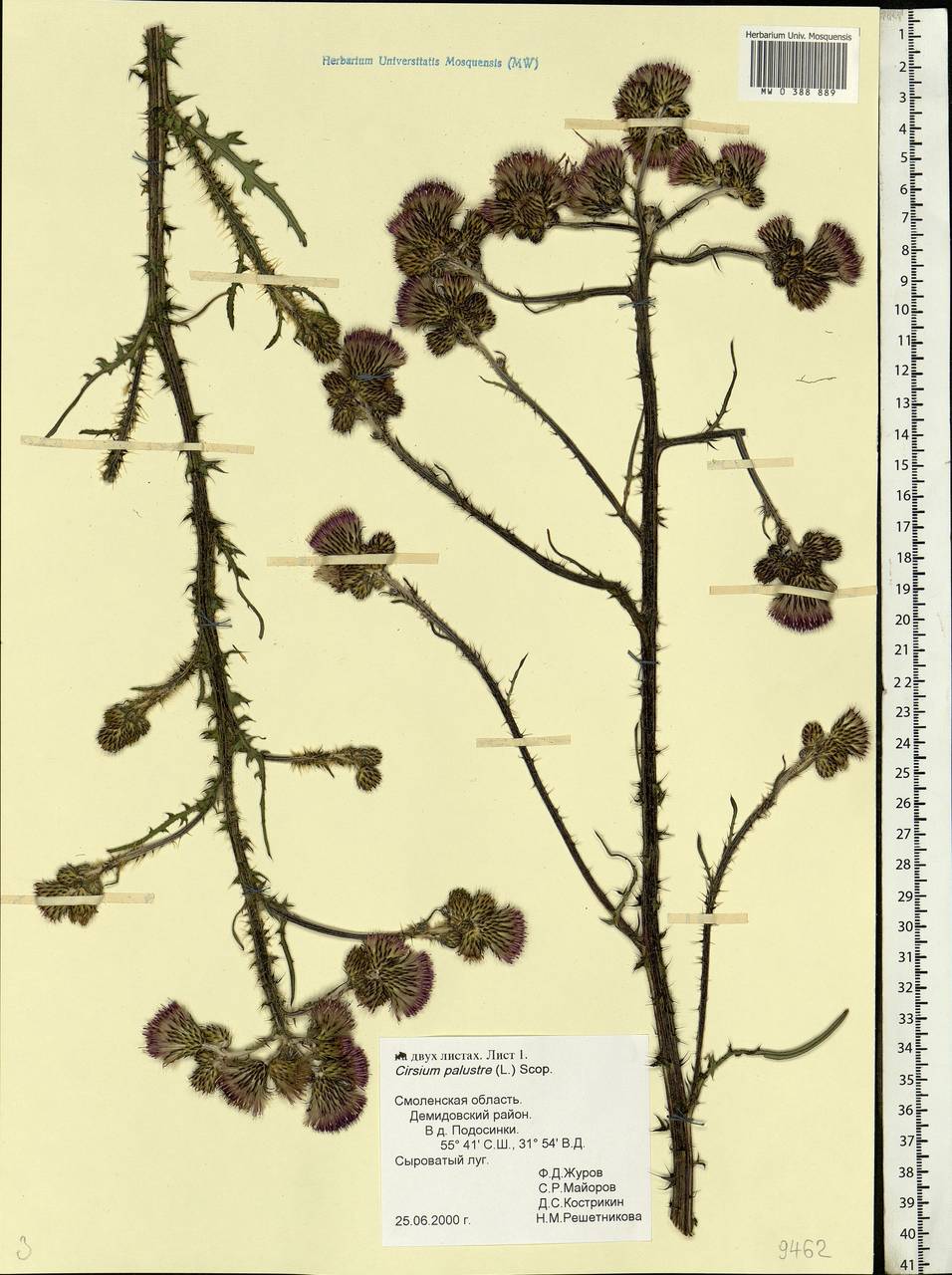 Cirsium palustre (L.) Scop., Eastern Europe, Western region (E3) (Russia)