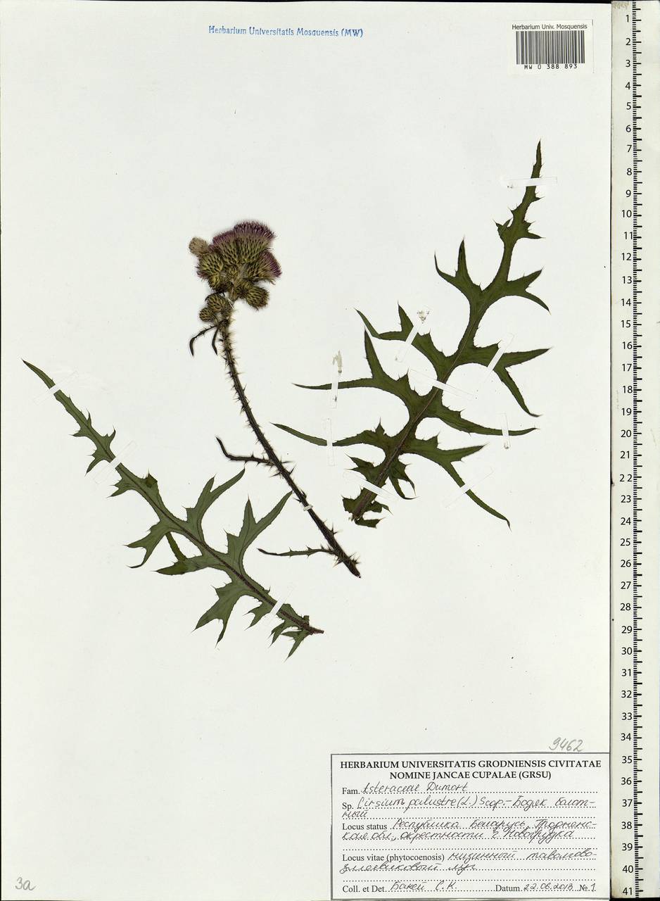Cirsium palustre (L.) Scop., Eastern Europe, Belarus (E3a) (Belarus)