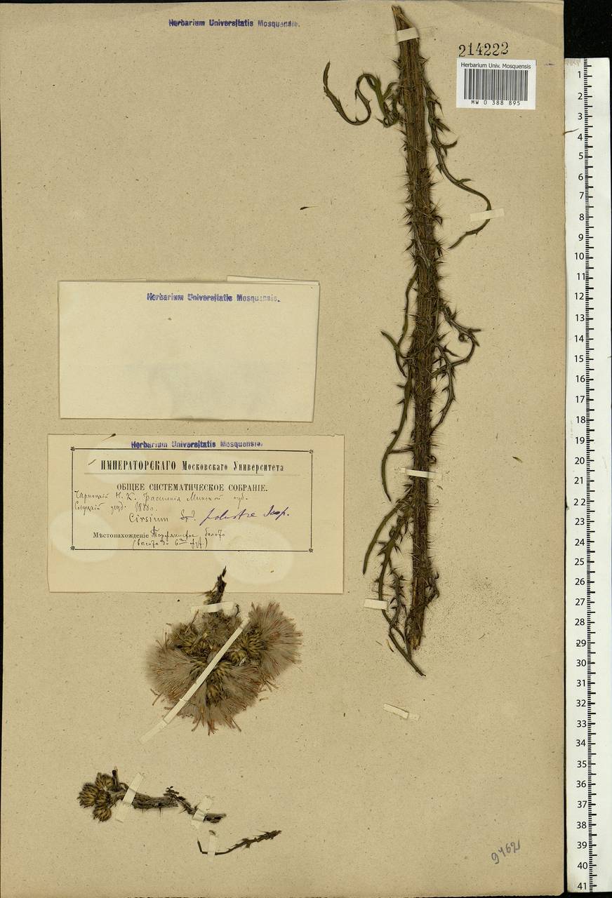 Cirsium palustre (L.) Scop., Eastern Europe, Belarus (E3a) (Belarus)