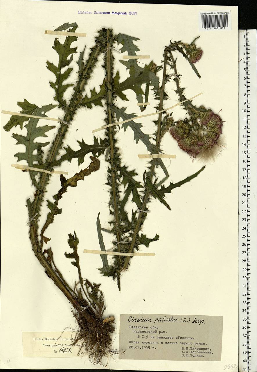 Cirsium palustre (L.) Scop., Eastern Europe, Central region (E4) (Russia)