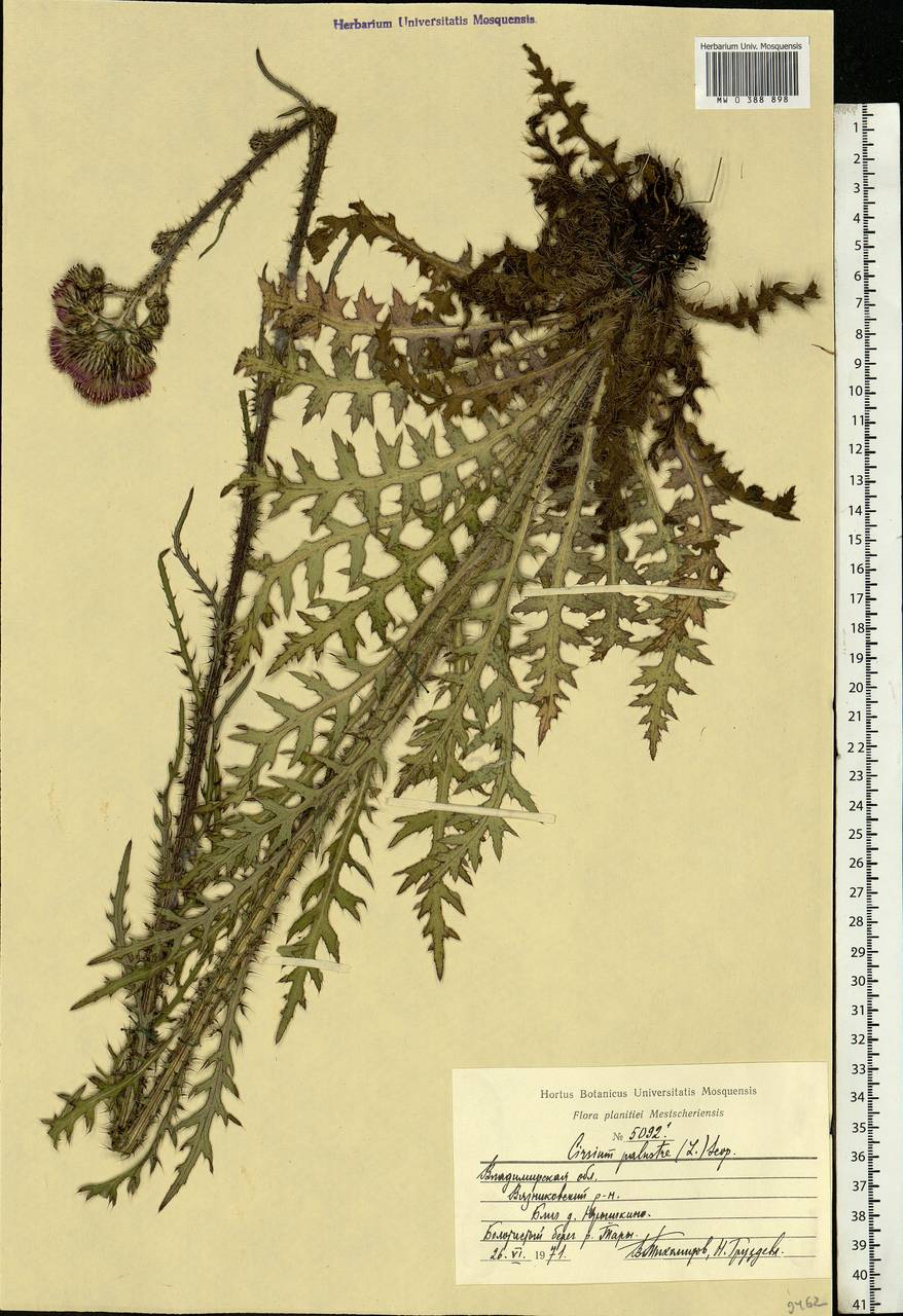 Cirsium palustre (L.) Scop., Eastern Europe, Central region (E4) (Russia)