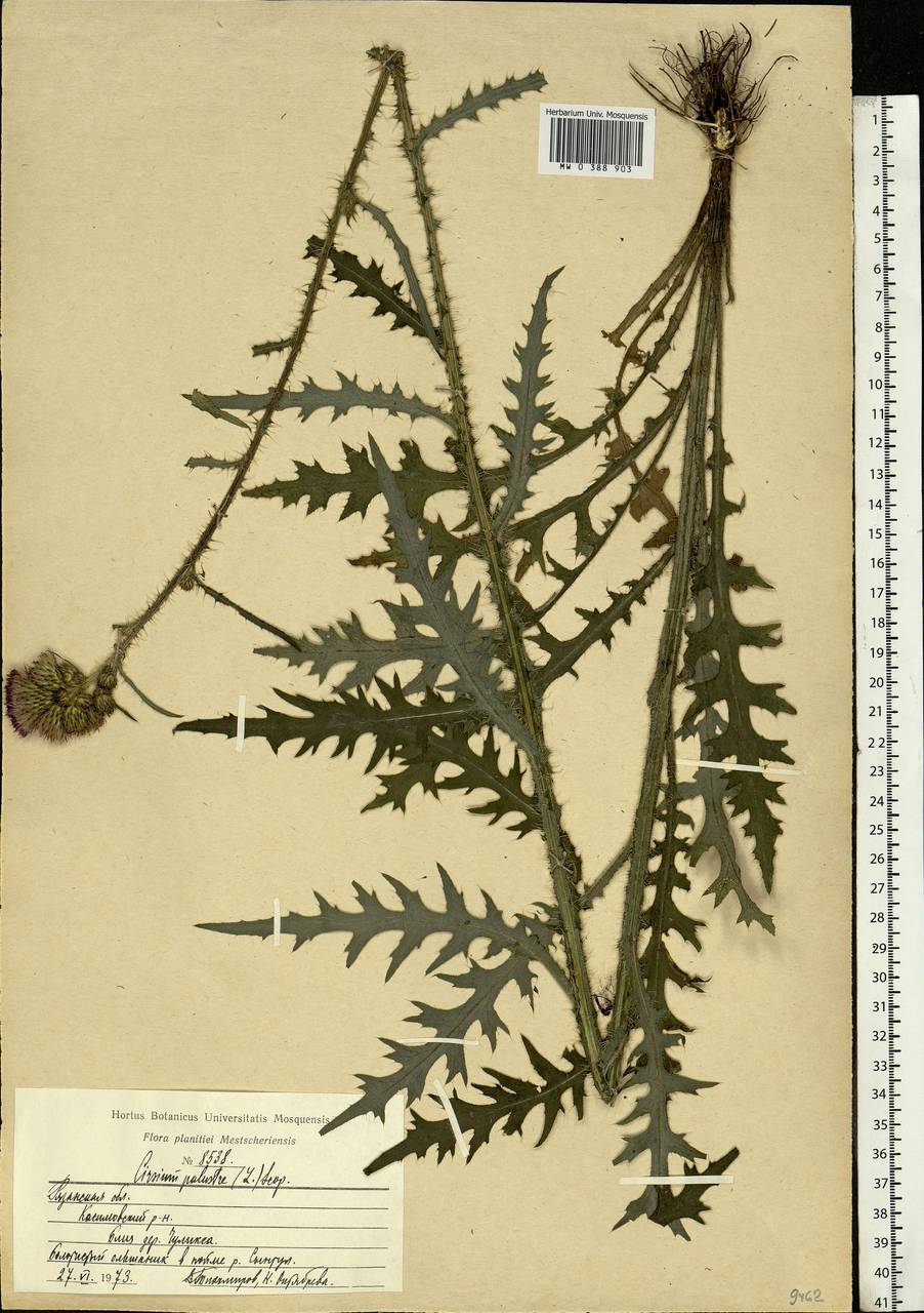 Cirsium palustre (L.) Scop., Eastern Europe, Central region (E4) (Russia)
