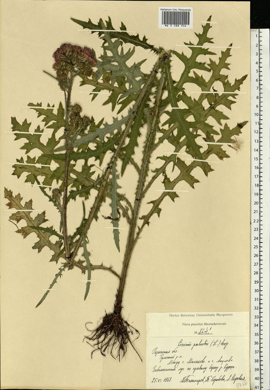 Cirsium palustre (L.) Scop., Eastern Europe, Central region (E4) (Russia)